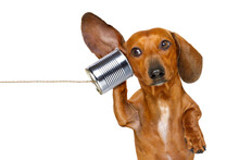 Boss Or Business Dachshund Or  Sausage Dog Listening With One Ear Very Carefully On The Tin Phone Or Telephone, Isolated On White Background