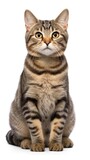 Fototapeta Koty - Brown and White American wirehair cat sitting on white background