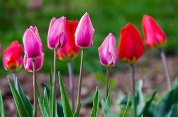 Sticker - Delicate soft tulips bloom in spring day