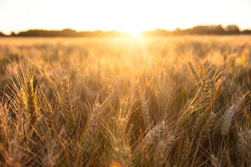 Poster - Golden field of barley crops growing on farm at sunset or sunrise