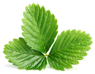 Wall Mural - Single green strawberry leaf isolated on white background with clipping path