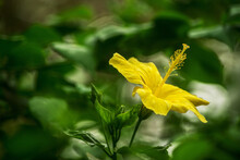 A Yellow Hibiscus Flower In The Garden