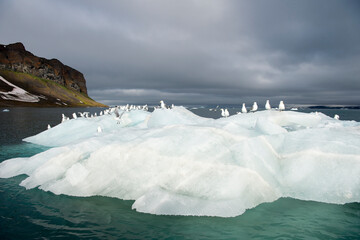 Sticker - Seagulls on the iceberg Franz Josef Land