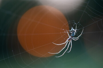 Spider and sun