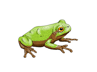 green frog