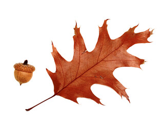 Sticker - Autumn dried leaf of oak and acorn. Isolated on white background.