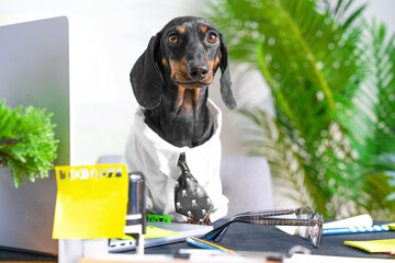 Dog in official clothes, strict shirt, tie behind workplace with glasses, documents, seal, tired looks seriously Workaholic office worker lawyer, manager swamped with work, in state of stress, burnout