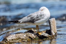 A Seagull Stands On A Rock Along The Shore Of A River And Hides Its Head Under A Wing While Keeping A Watchful Eye.