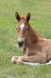 © Janice - Young roan colored foal lying on green grass in a pasture with its front legs folded under it staring at the camera.