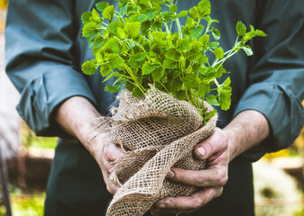 Canvas Print - Organic vegetables. Farmers hands with herbs. Fresh organic  herbs.