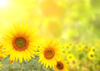 Wall Mural - Three bright yellow sunflowers on blurred sunny background