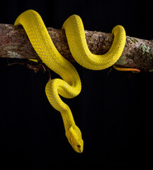 Yellow viper snake in close up and detail isolated black