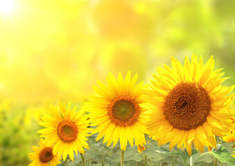 Wall Mural - Bright yellow sunflowers on blurred sunny background