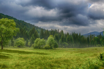 Poster - The landscape on the Carpathian Mountains in Ukraine on a summer day