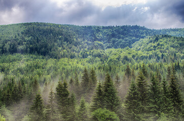 Poster - The landscape on the Carpathian Mountains in Ukraine on a summer day