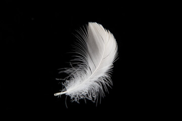 white feather isolated on black background