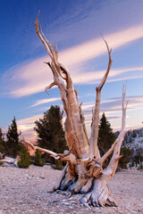 Canvas Print - The Bristlecone Pine is the oldest living beings on earth. Some are known to be older than even the Romans. The White Mountains in California has a few groves of these pines.