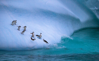 Sticker - The group of penguins is rolling down the icy slope into the water. Standing penguins approach the water. Penguins lying on their stomachs slide over the snow cover into the water.