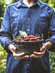 Canvas Print - Organic fruit. Farmers hands with freshly harvested fruit. Fresh organic cherries.