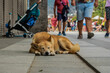 Lonely stray dog among people