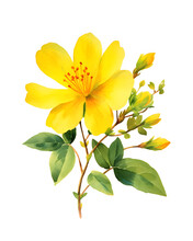 Watercolor Bouquet Of Yellow Hypericum Flowers With Leaves Isolated