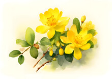 Watercolor Yellow Hypericum Flowers With Leaf Isolated On White