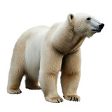 Fototapeta Zwierzęta - polar bear isolated on white. Generative AI