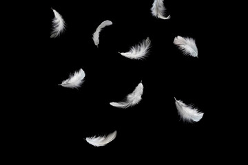 Wall Mural - abstract white bird feathers falling in the air. feathers floating on black background