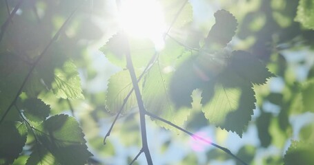 Wall Mural - sun light in green foliage background, closeup. natural spring sunlight in fresh green leaves. tree 