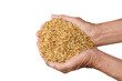 hand holding grain