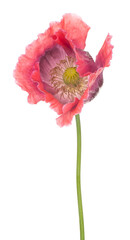 Wall Mural - poppy flower isolated
