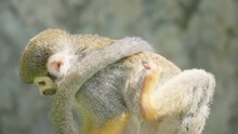 Close-up Of Cute Squirrel Monkey (Saimiri Sciureus) Rubbing Itchy Body Fur And Scratches Ear Sitted - Close-up. South America Wild Nature