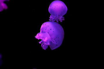 Wall Mural - underwater shooting of beautiful cannonball jellyfish