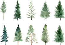 Set Watercolor Vector Pine Tree Illustration, Isolated White Background, Flower Clipart, For Bouquets, Wreaths, Arrangements, Wedding Invitations, Anniversary, Birthday, Postcards, Greetings