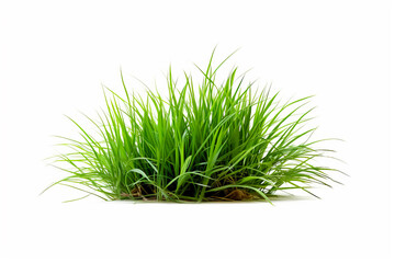 Poster - Close up of grass plant on white background with clipping path. Generative AI.