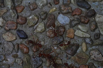 Wall Mural - ant on the ground