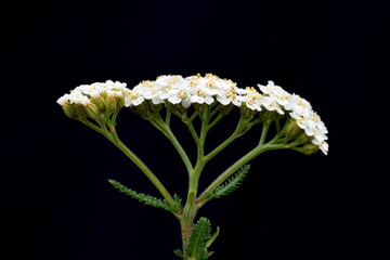 Sticker - The medicinal plant yarrow (Achillea millefolium) on a black background