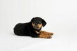 Adorable black brown rottweiler puppy posing on a white background