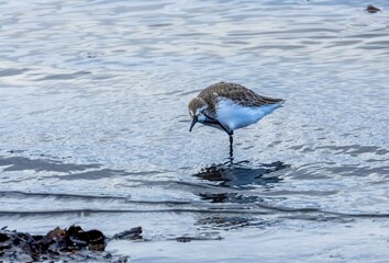 Sticker - Small sanderling bird walking in shallow water in a tranquil beach setting