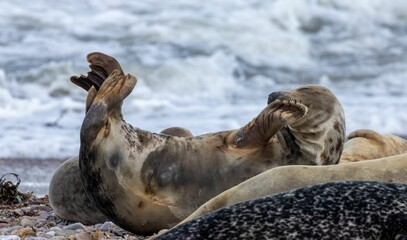 Poster - Group of sea lions basking in the sun on a rugged beach, against the gentle rolling waves