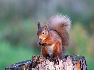 Canvas Print - Closeup of a red squirrel eating a nut standing on a tree stump