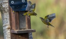 Greenfinch Birds Fighting In Flight Near A Bird Feeder