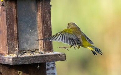 Sticker - Greenfinch bird in flight landing on a feeder