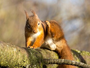 Poster - Small, cheerful-looking Scottish red squirrel perched on a mossy branch of a tree