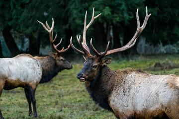 Canvas Print - two Rocky Mountain elk stand in a grassy field next to trees and grass