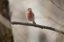 High-resolution Closeup Shot Of A Mature Male House Finch Perched On A Branch
