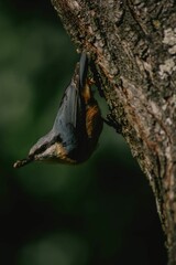 Poster - Eurasian nuthatch (Sitta europaea) perched on the side of a tree trunk