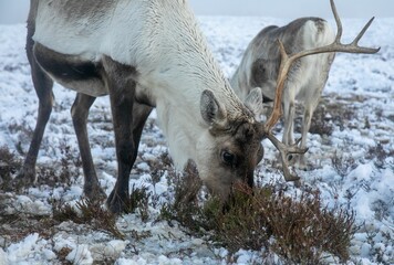 Canvas Print - Majestic adult reindeer in snow-covered field in the Cairngorms, Scotland on a foggy day