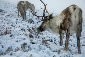 Poster - Majestic adult reindeer in snow-covered field in the Cairngorms, Scotland on a foggy day