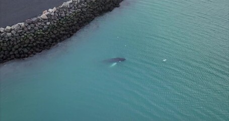 Canvas Print - Aerial video of a dolphin swimming in the sea and birds flying from above